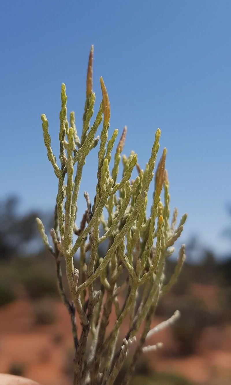 Cratystylis microphylla photo 3