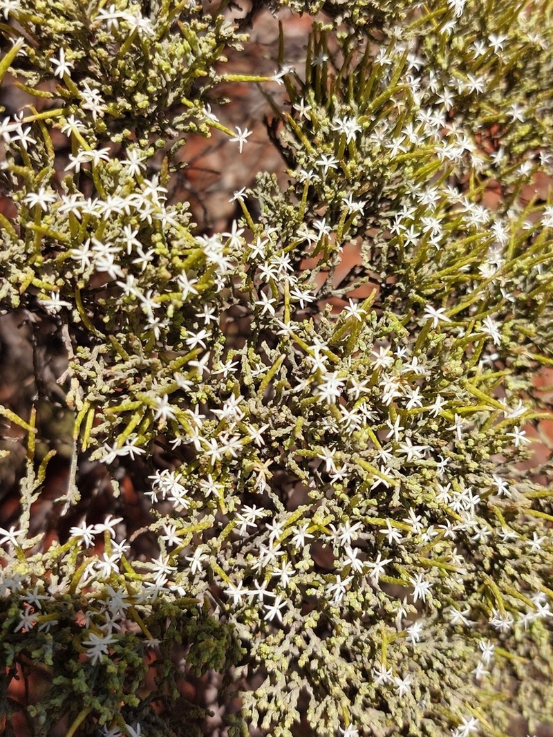 Cratystylis microphylla photo 4