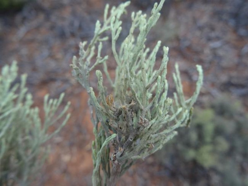 Cratystylis microphylla photo 5