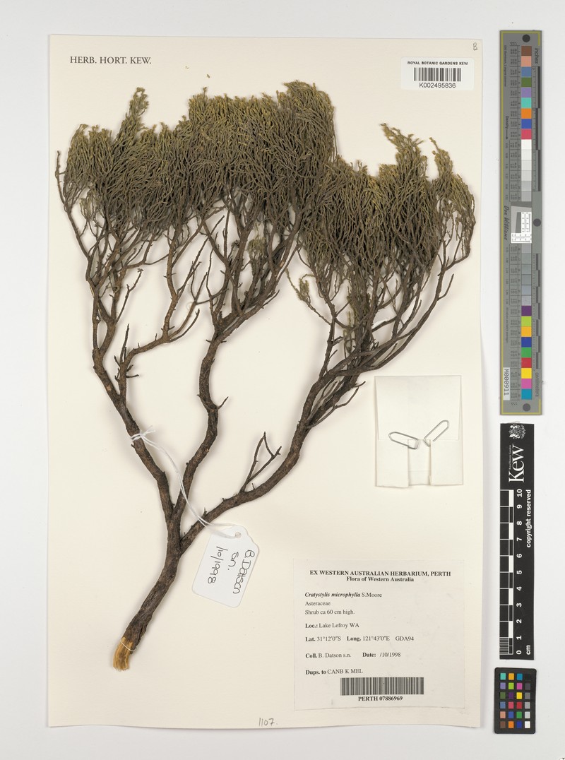 Cratystylis microphylla photo 6