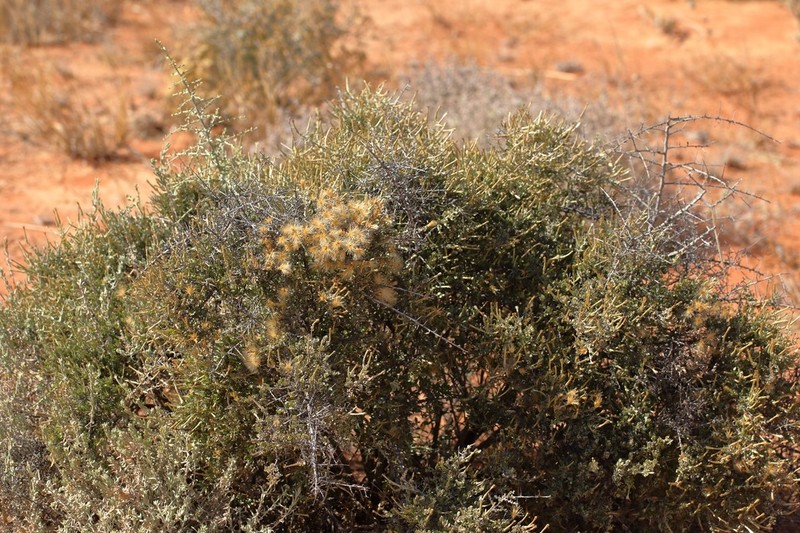 Cratystylis subspinescens