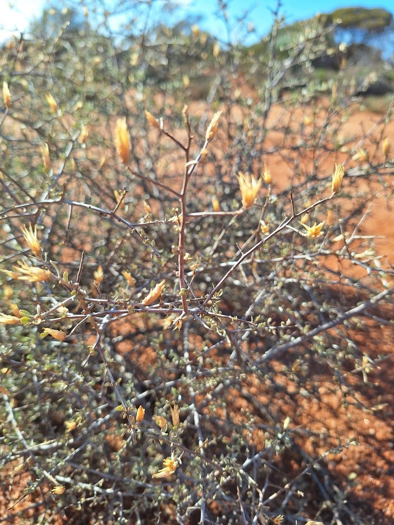 Cratystylis subspinescens photo 2