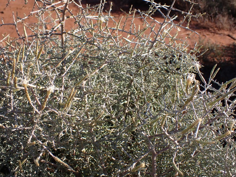 Cratystylis subspinescens photo 4