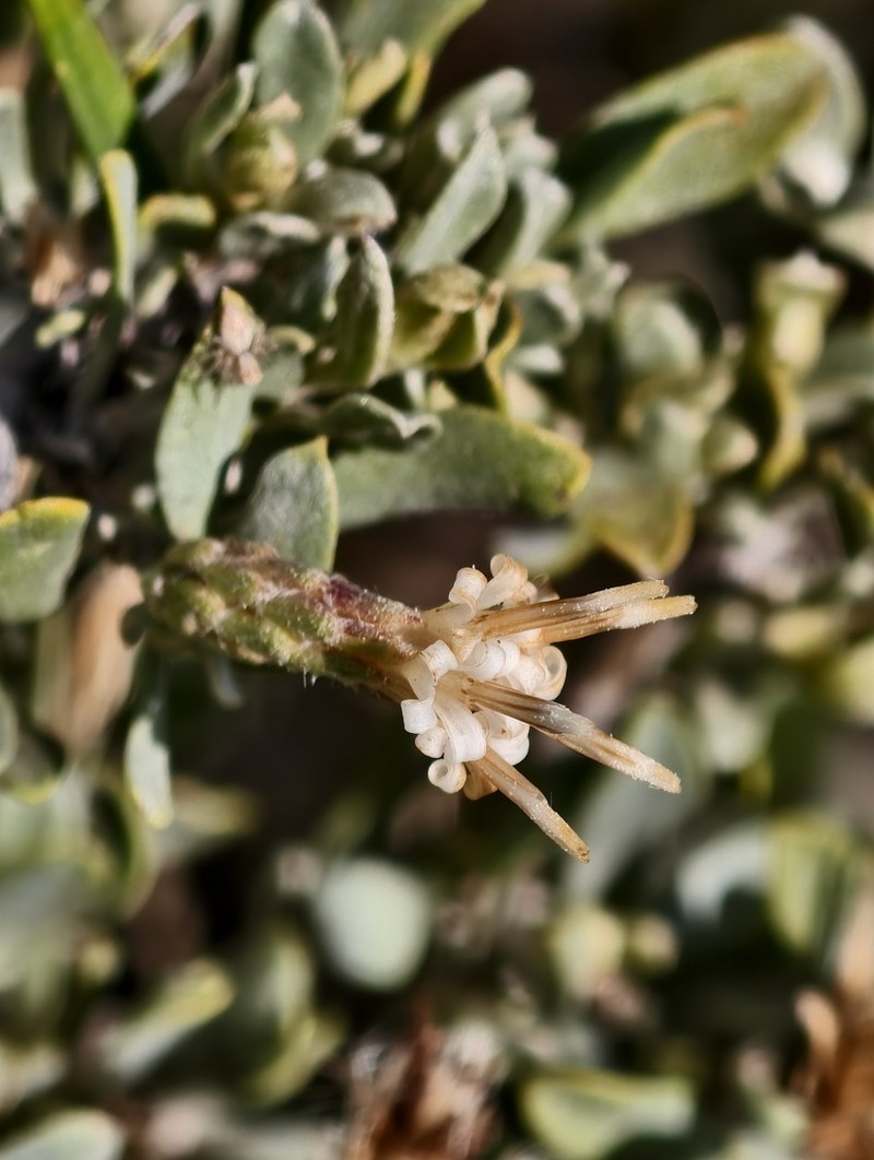 Cratystylis subspinescens photo 5