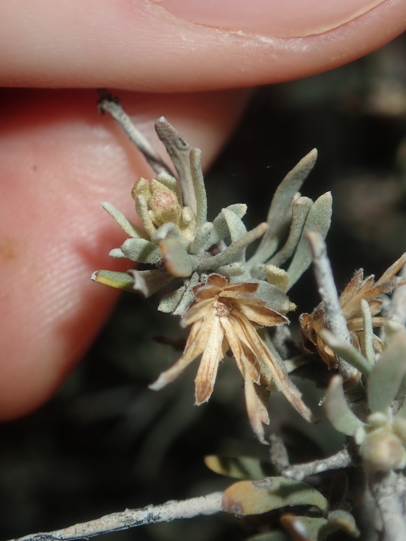 Cratystylis subspinescens photo 7