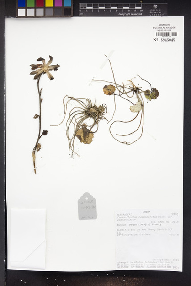 Cremanthodium campanulatum var. campanulatum