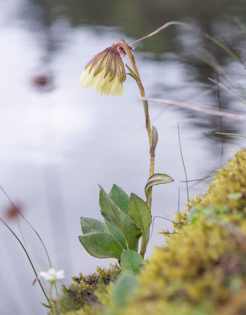 Cremanthodium indicum photo 5