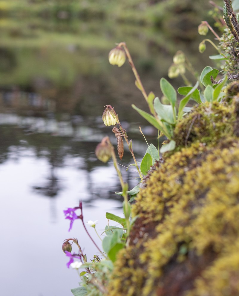 Cremanthodium indicum photo 7