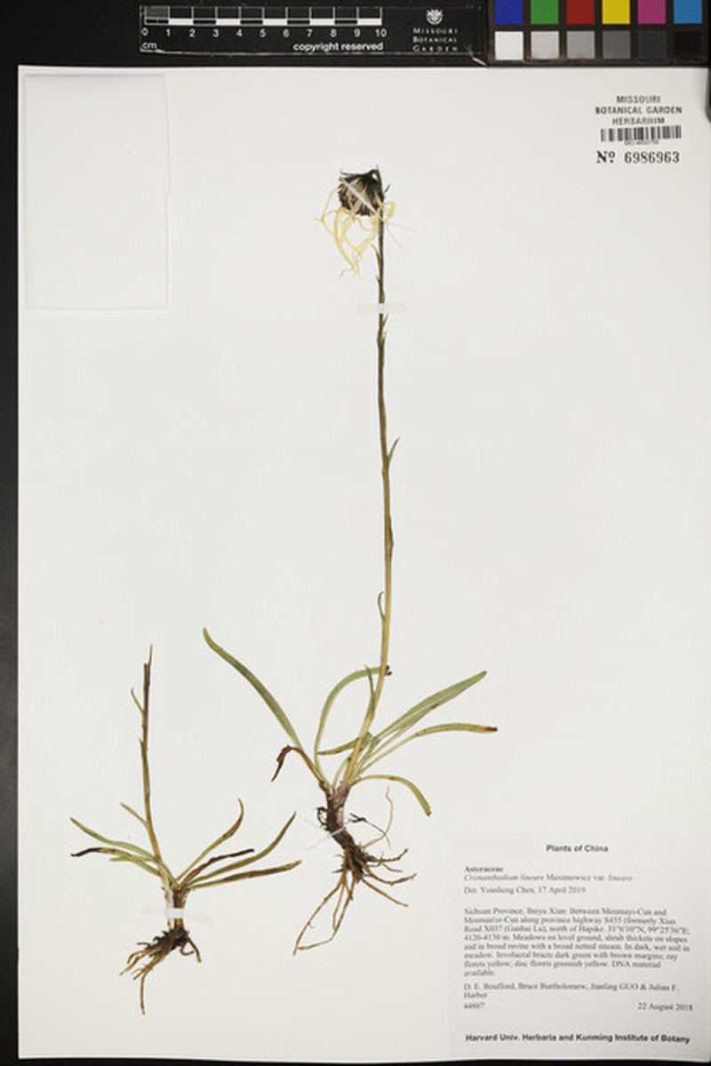 Cremanthodium lineare var. lineare