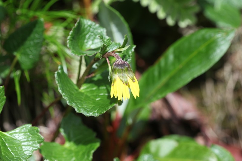 Cremanthodium oblanciligulatum