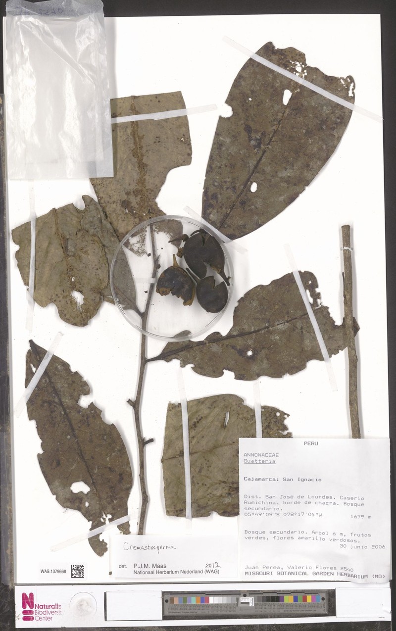 Cremastosperma alticola