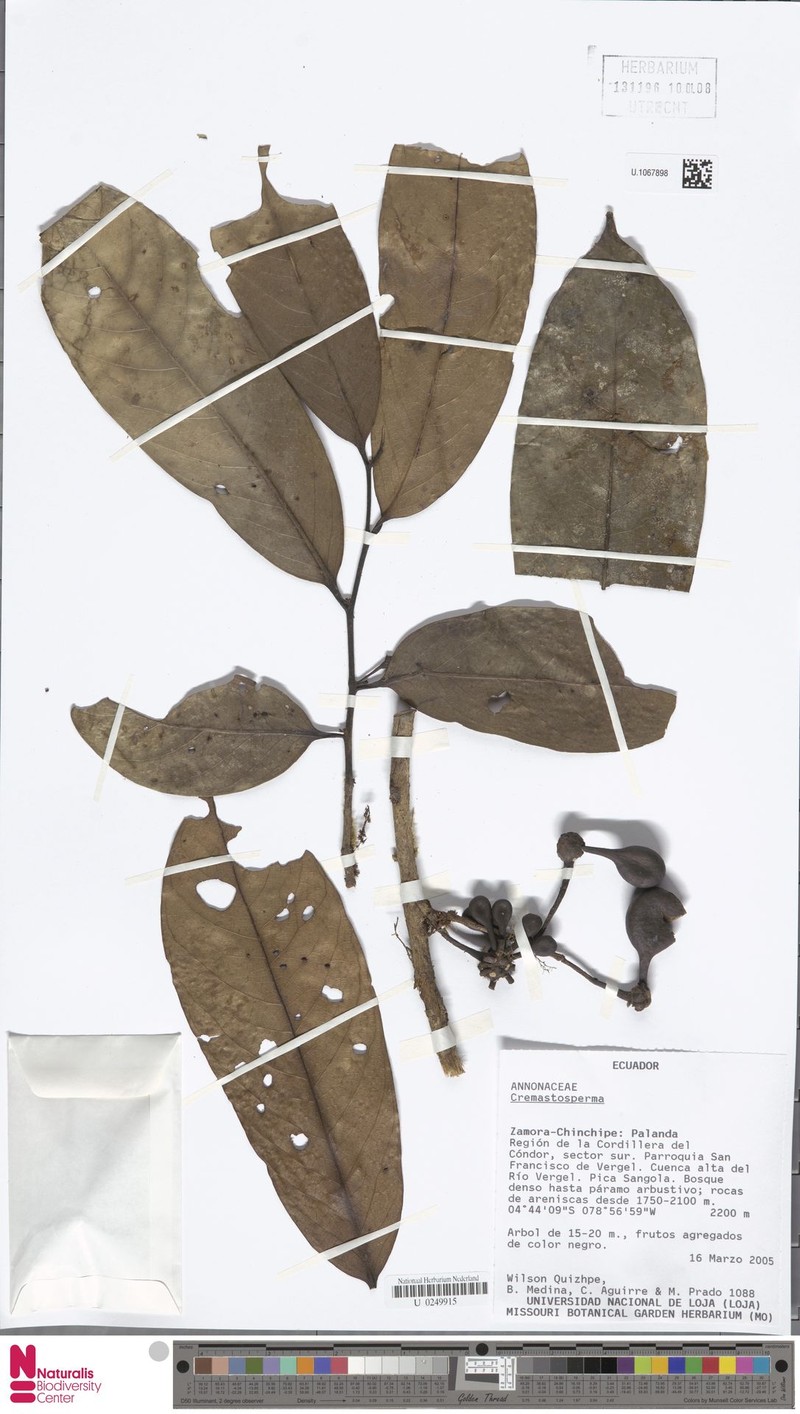 Cremastosperma alticola photo 2