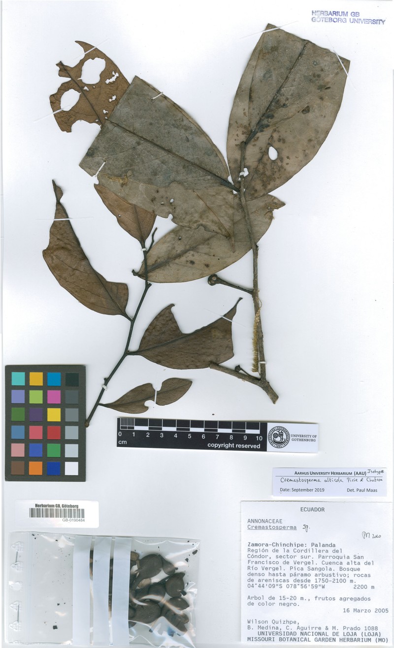 Cremastosperma alticola photo 3