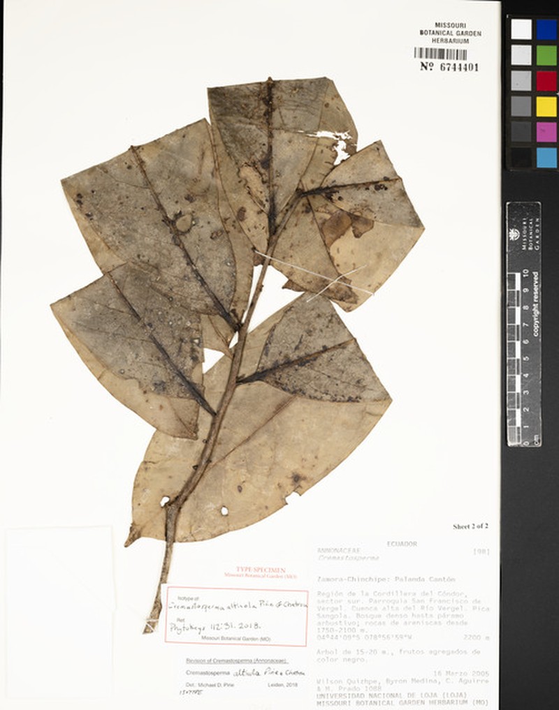 Cremastosperma alticola photo 4