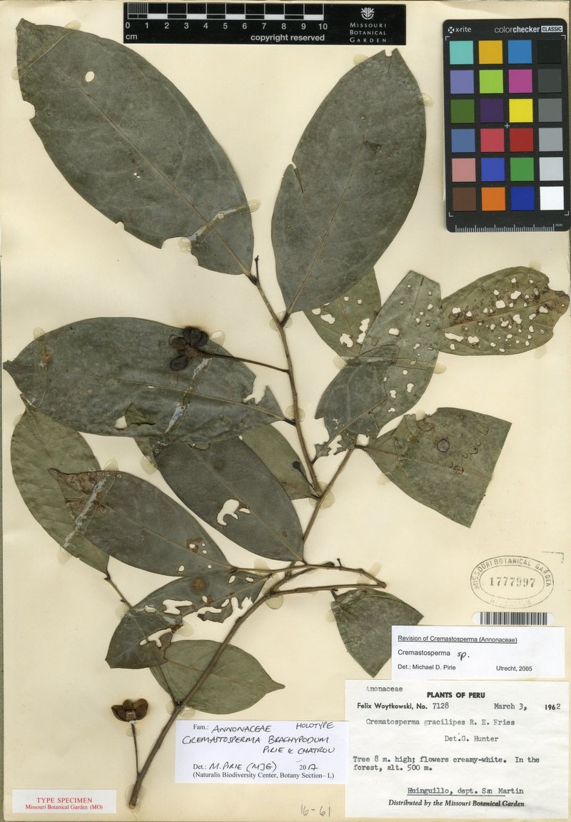 Cremastosperma brachypodum