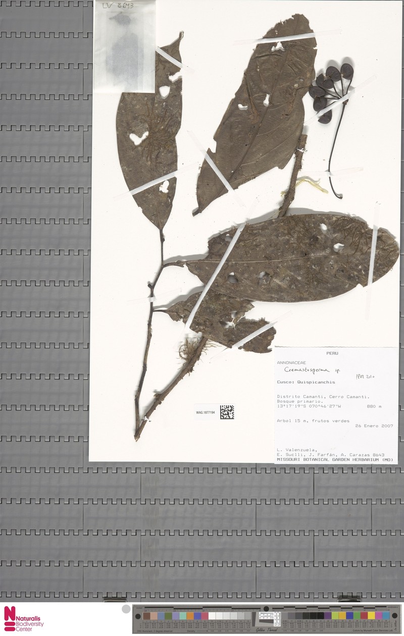 Cremastosperma confusum