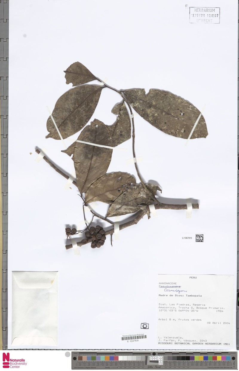 Cremastosperma confusum photo 3