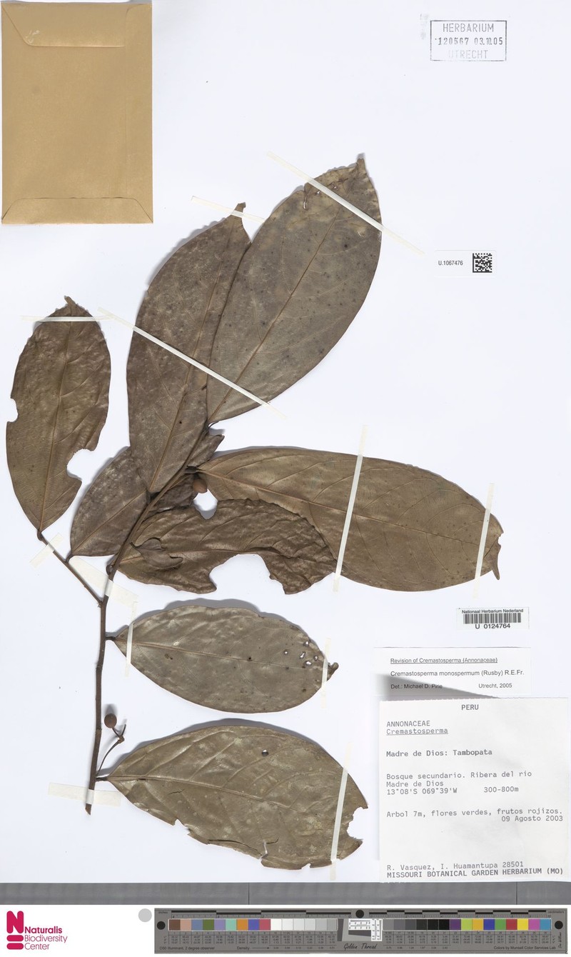 Cremastosperma confusum photo 4