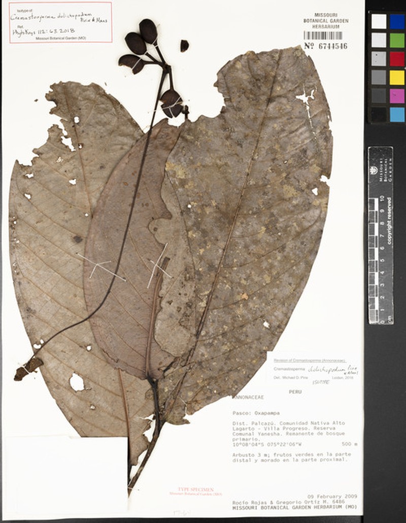 Cremastosperma dolichopodum