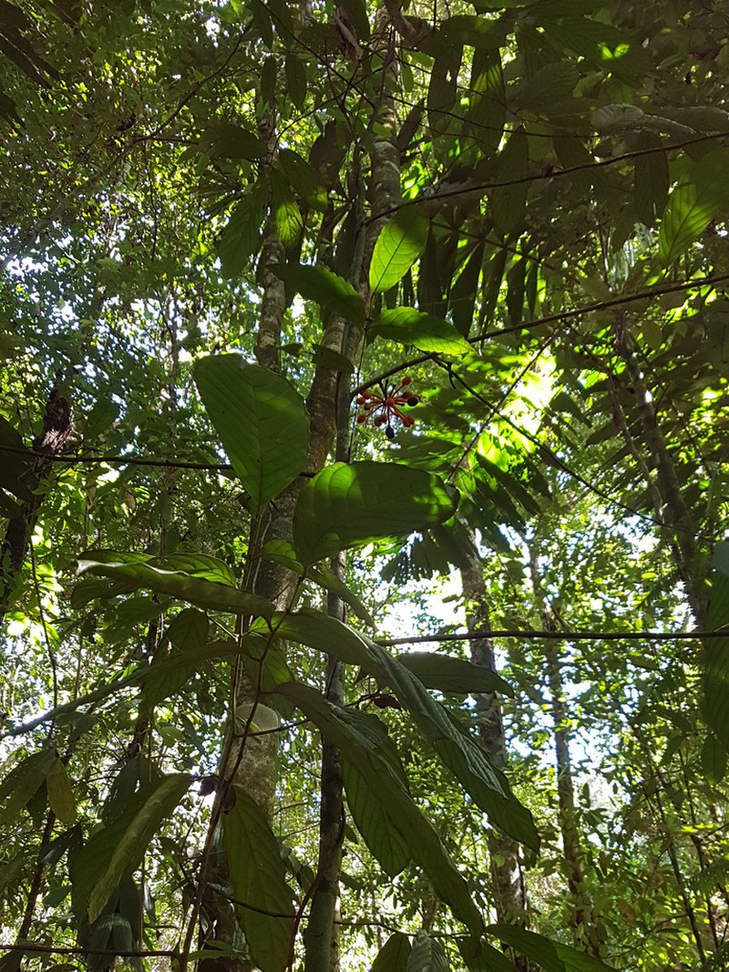 Cremastosperma osicola