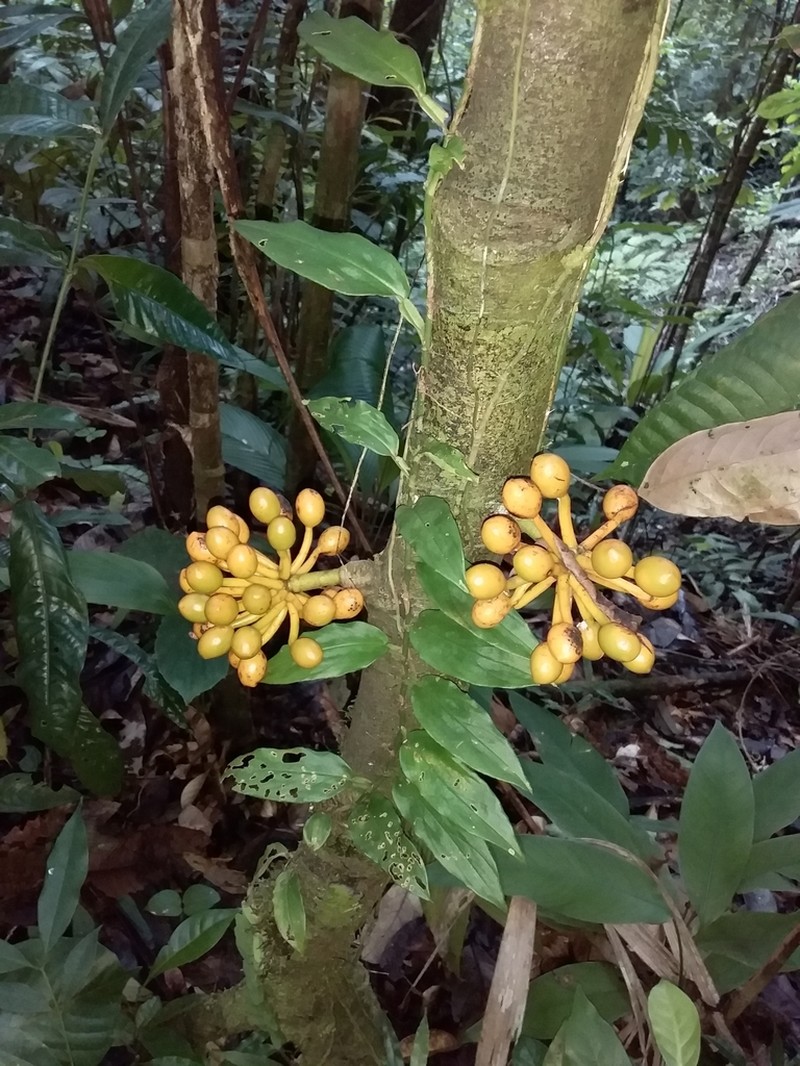 Cremastosperma osicola photo 2
