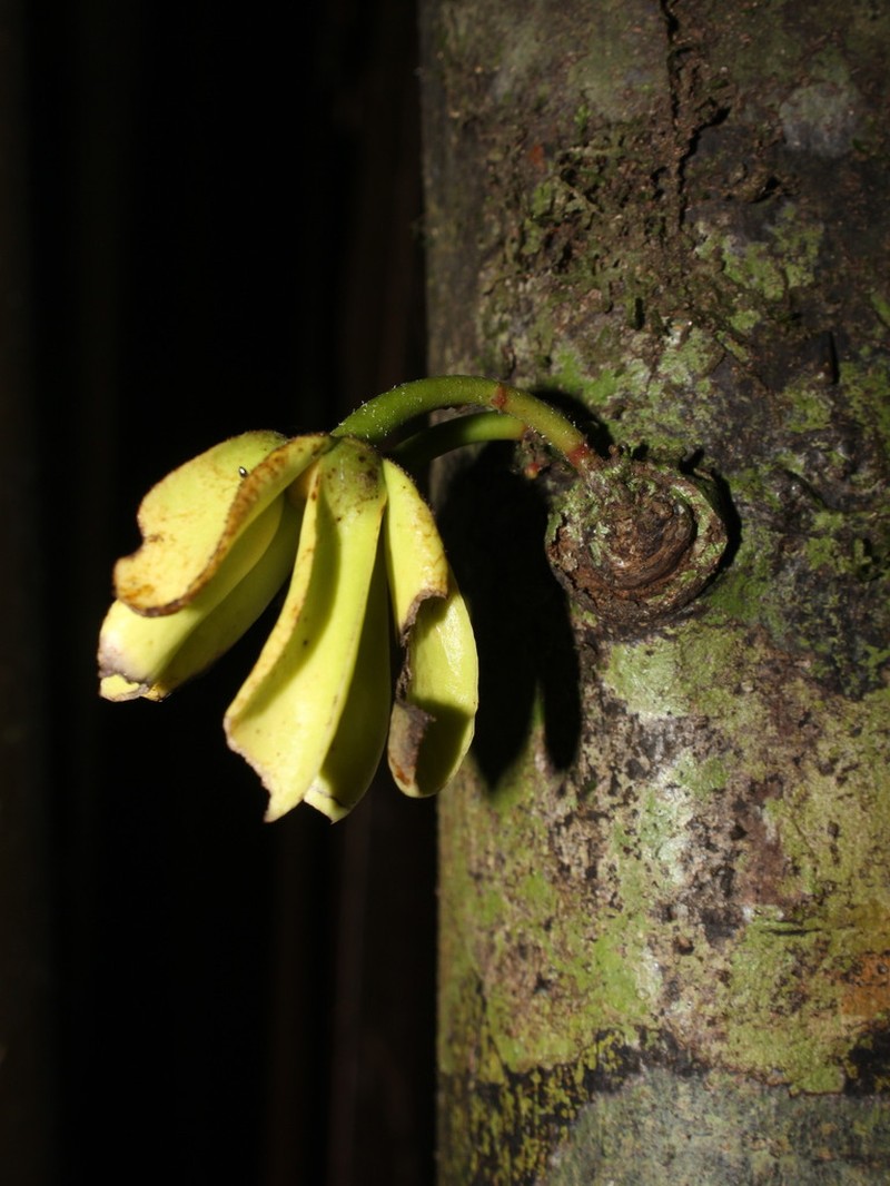 Cremastosperma osicola photo 4