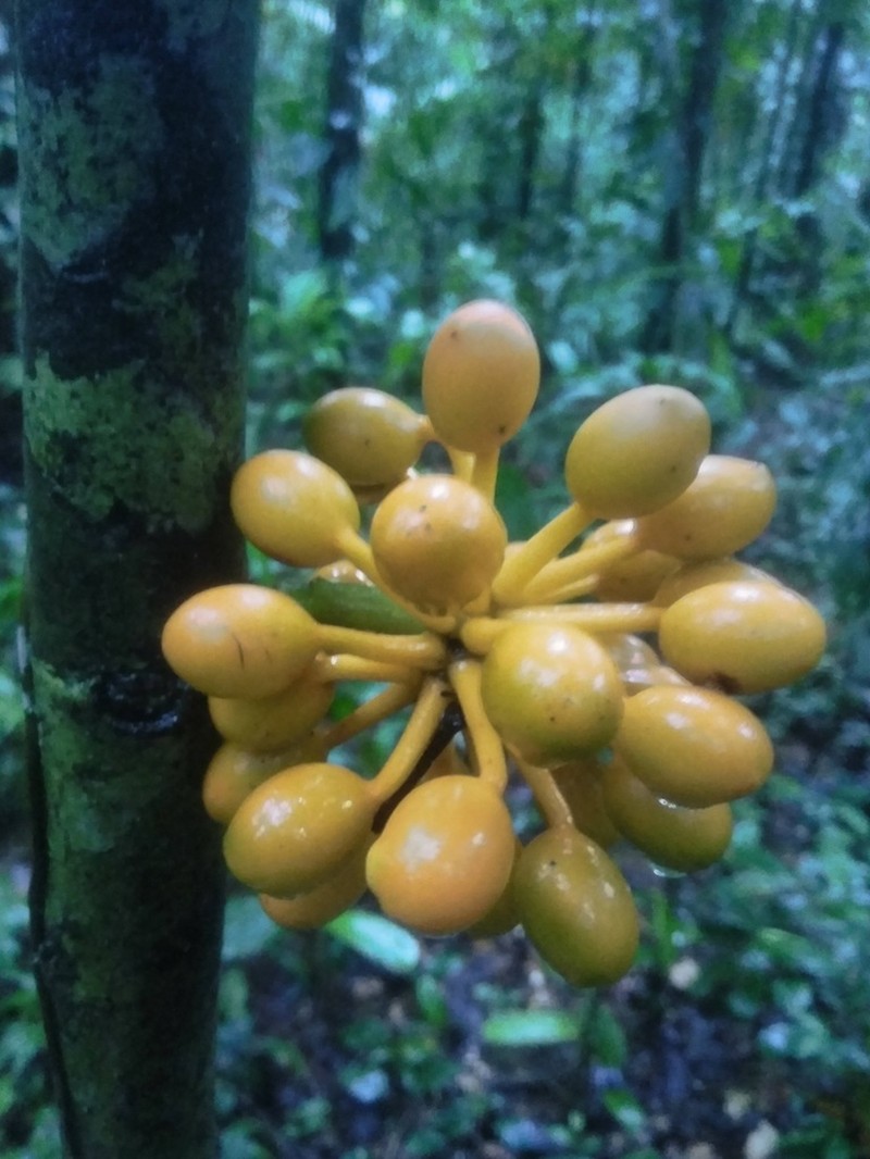 Cremastosperma osicola photo 5