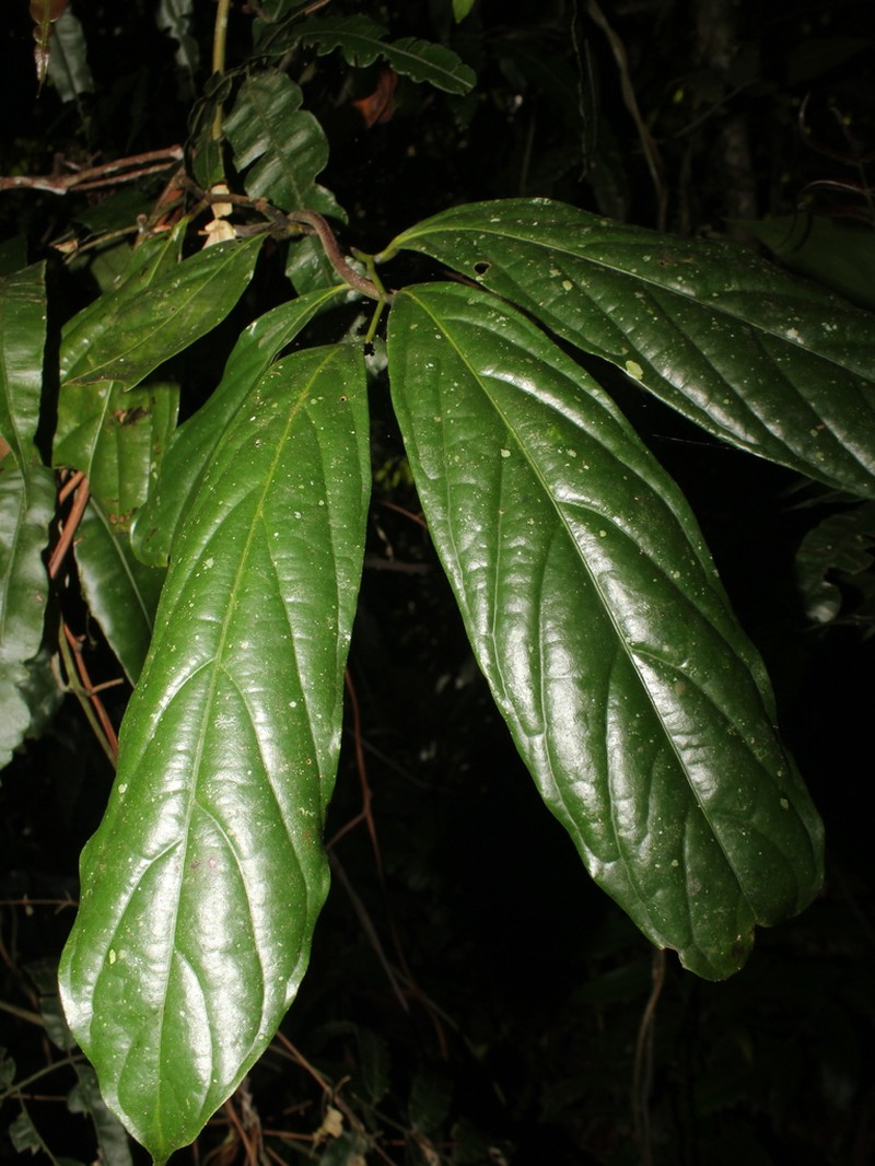 Cremastosperma osicola photo 6