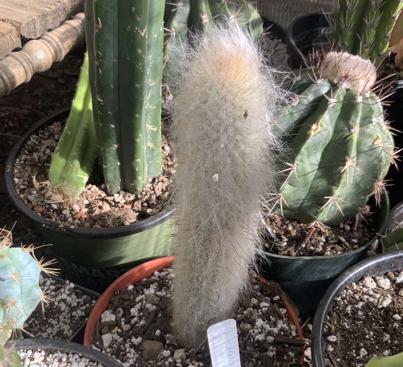 Cremnocereus albipilosus