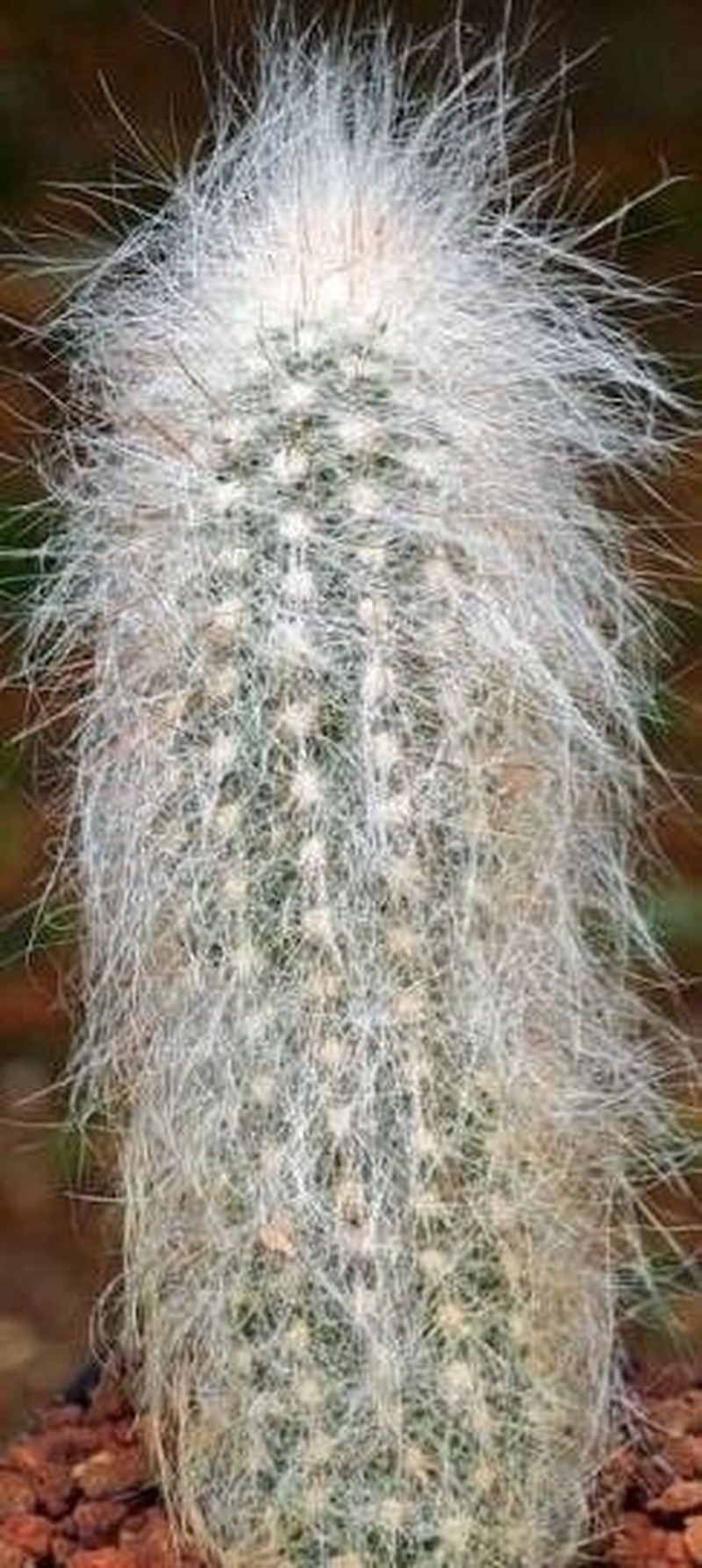 Cremnocereus albipilosus photo 2