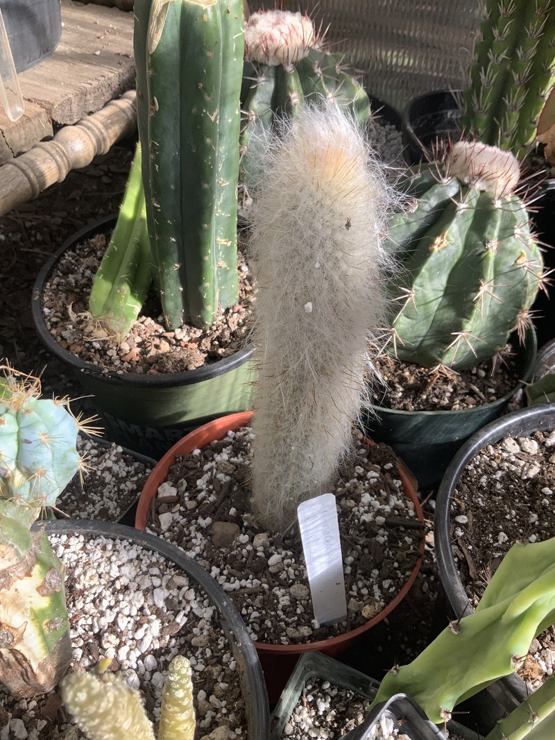 Cremnocereus albipilosus photo 3