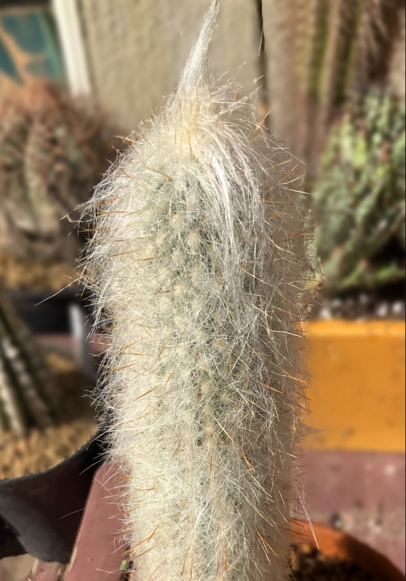 Cremnocereus albipilosus photo 4