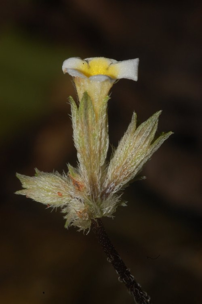 Cremosperma colonense