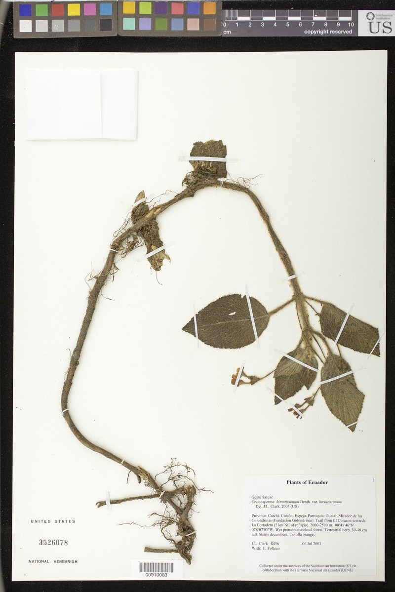 Cremosperma hirsutissimum var. hirsutissimum