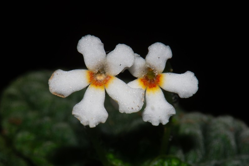Cremosperma inversum