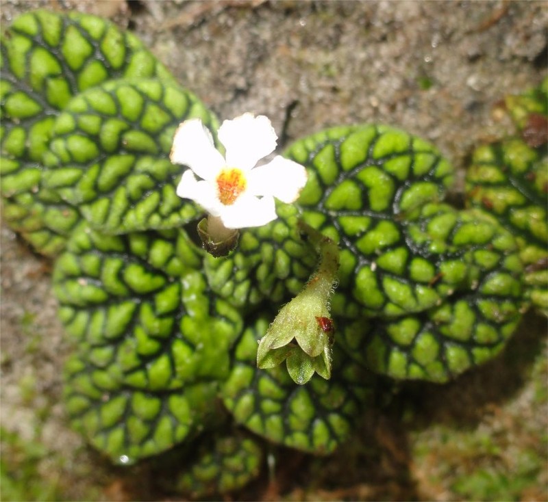 Cremosperma inversum photo 2