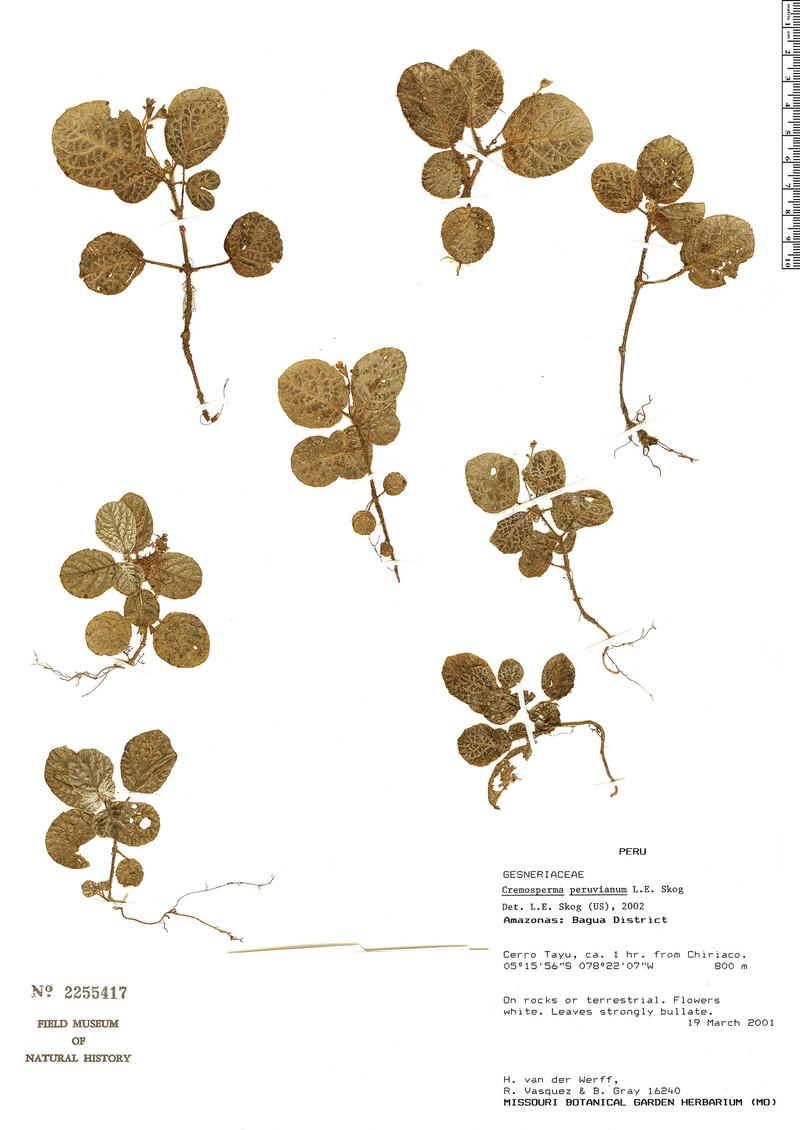 Cremosperma inversum photo 3