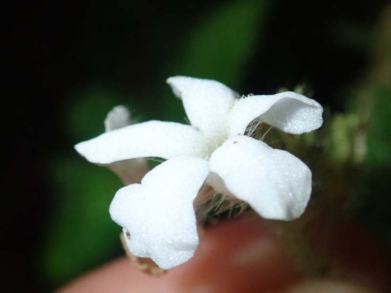 Cremosperma verticillatum