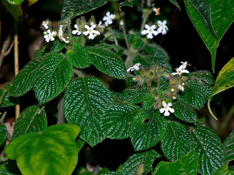 Cremosperma verticillatum photo 2