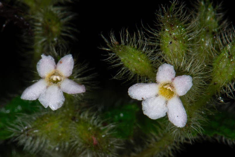 Cremosperma verticillatum photo 3