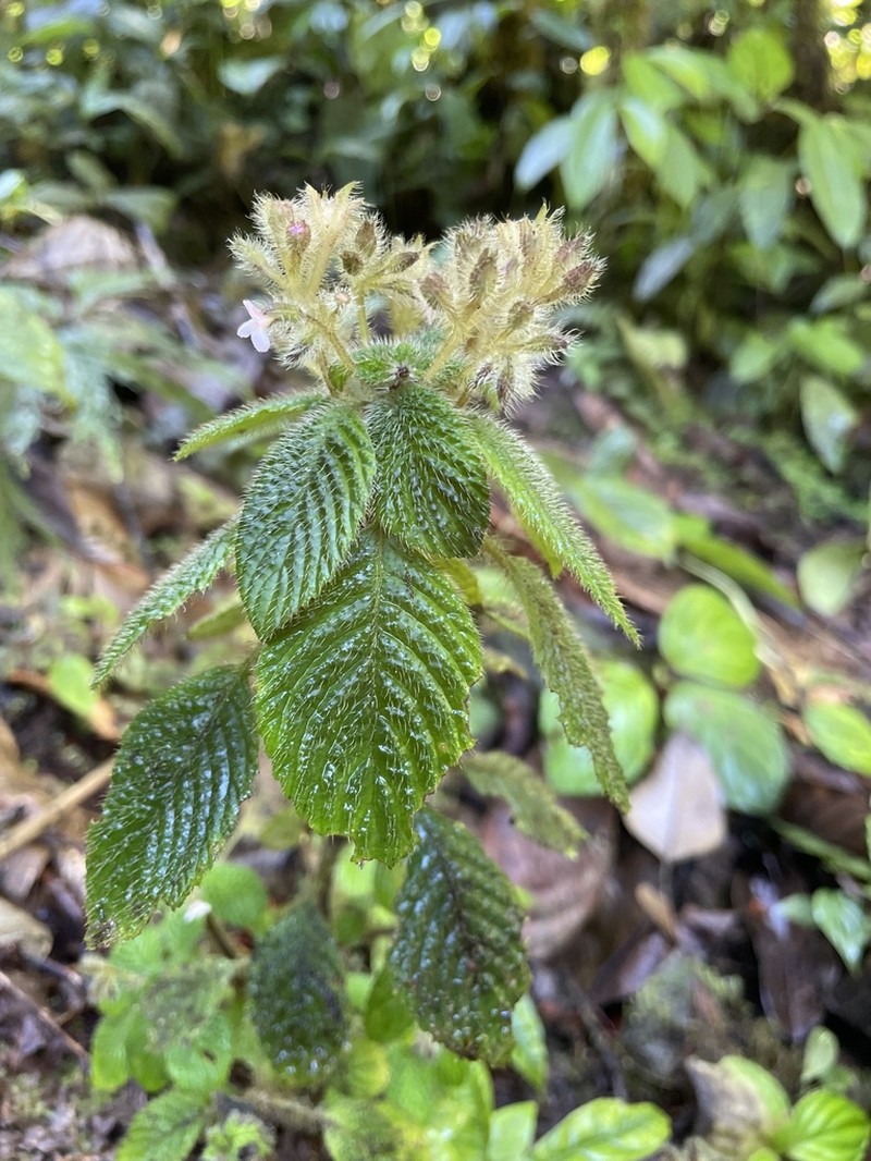 Cremosperma verticillatum photo 4