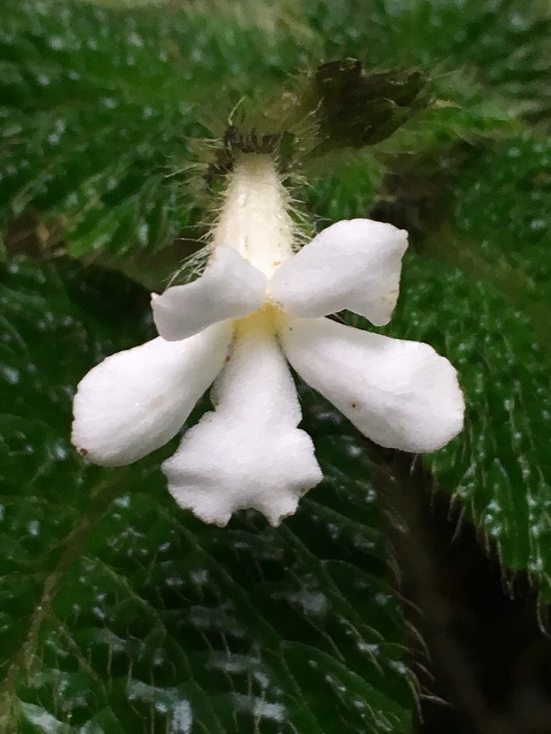Cremosperma verticillatum photo 5