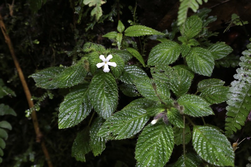 Cremosperma verticillatum photo 6