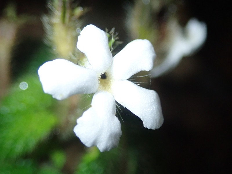 Cremosperma verticillatum photo 7