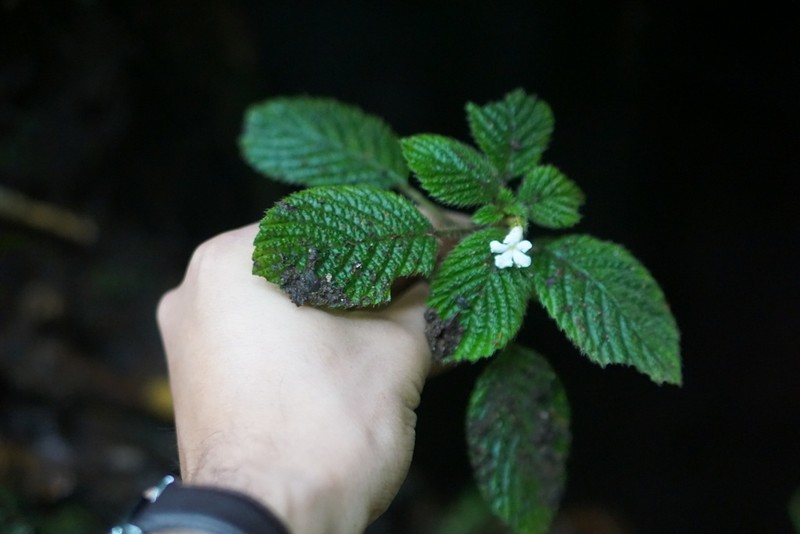 Cremosperma verticillatum photo 8