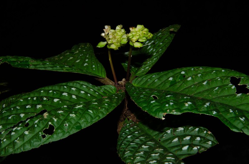Cremospermopsis galaxias