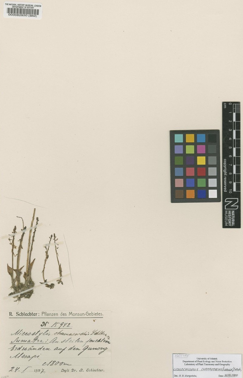 Crepidium chamaeorchis