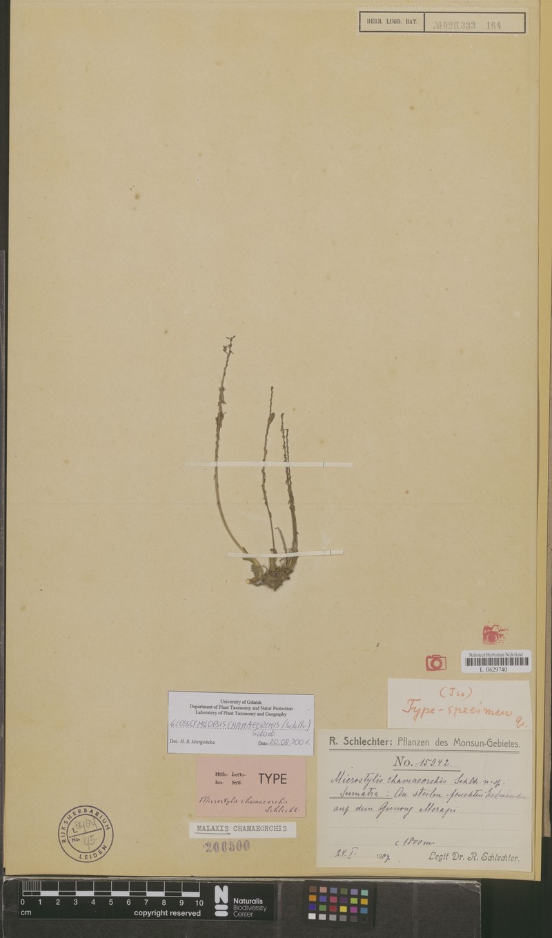Crepidium chamaeorchis photo 2