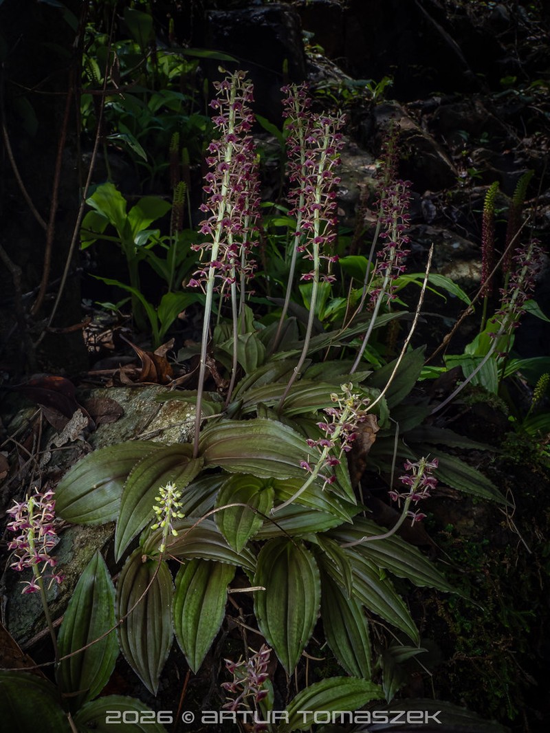 Crepidium cordilabium