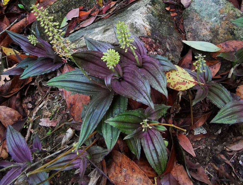 Crepidium cordilabium photo 2